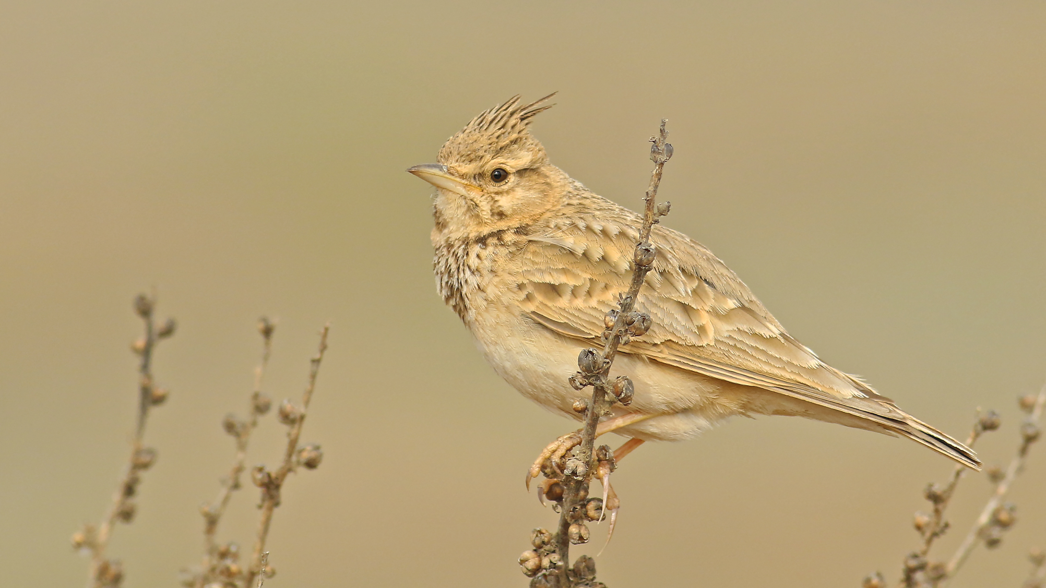 Crested Lark
